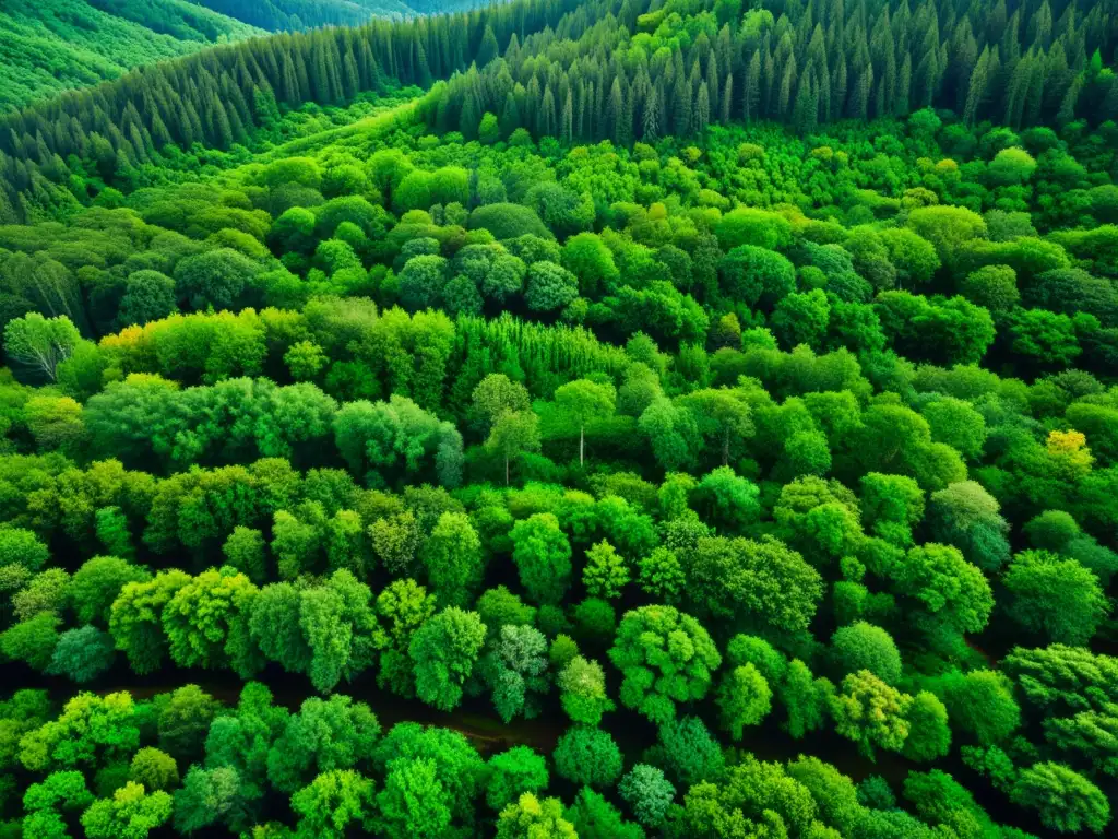 Un exuberante bosque, con diversa flora introducida por el Imperio Mongol, muestra su belleza y vital importancia